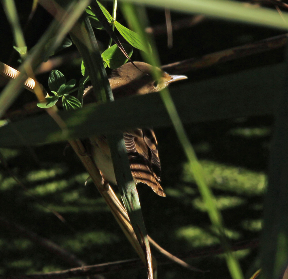 richiesta ID Crava Morozzo - cannaiola